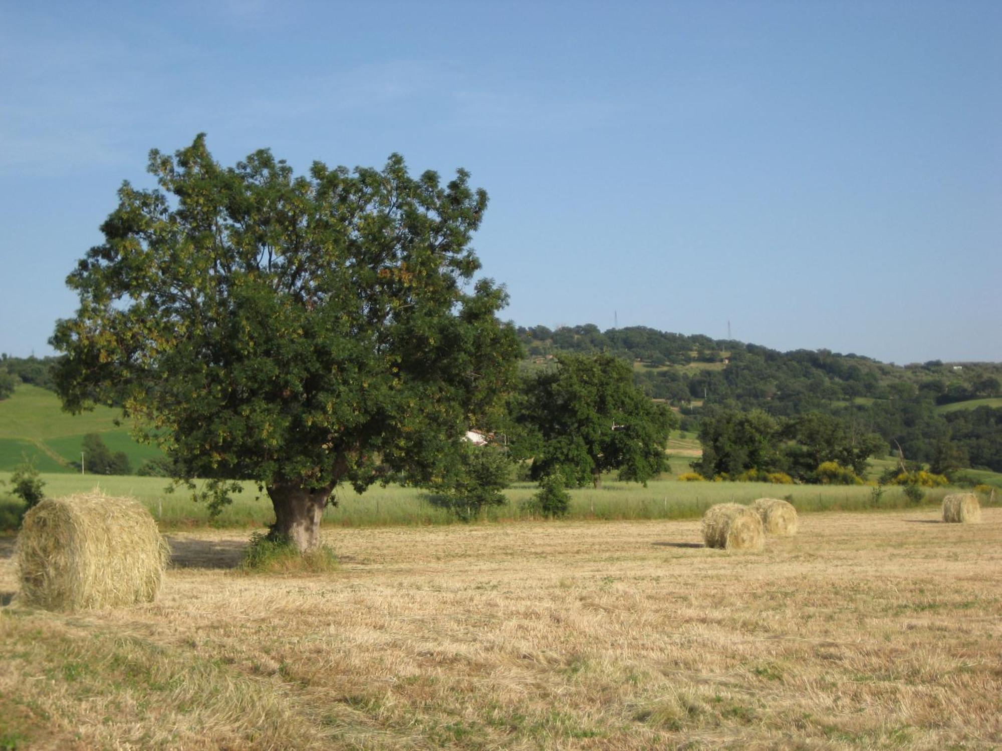 Agriturismo Il Cavallino Saturnia Semproniano Eksteriør bilde